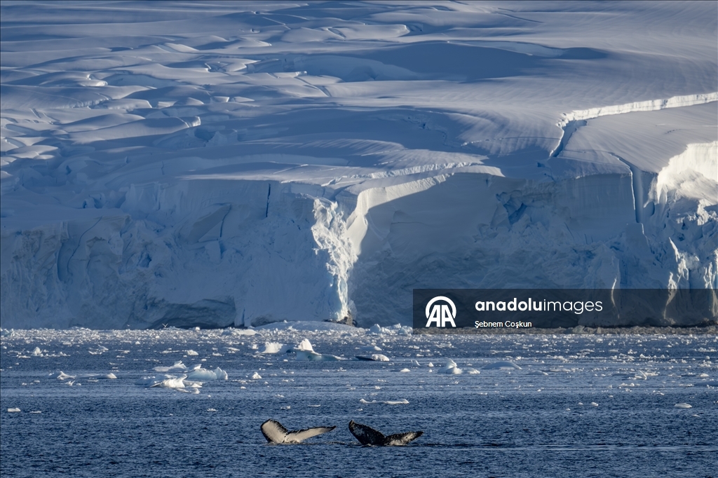 Antarktika’da doğal yaşam, plastik atıklar ve iklim baskısı altında