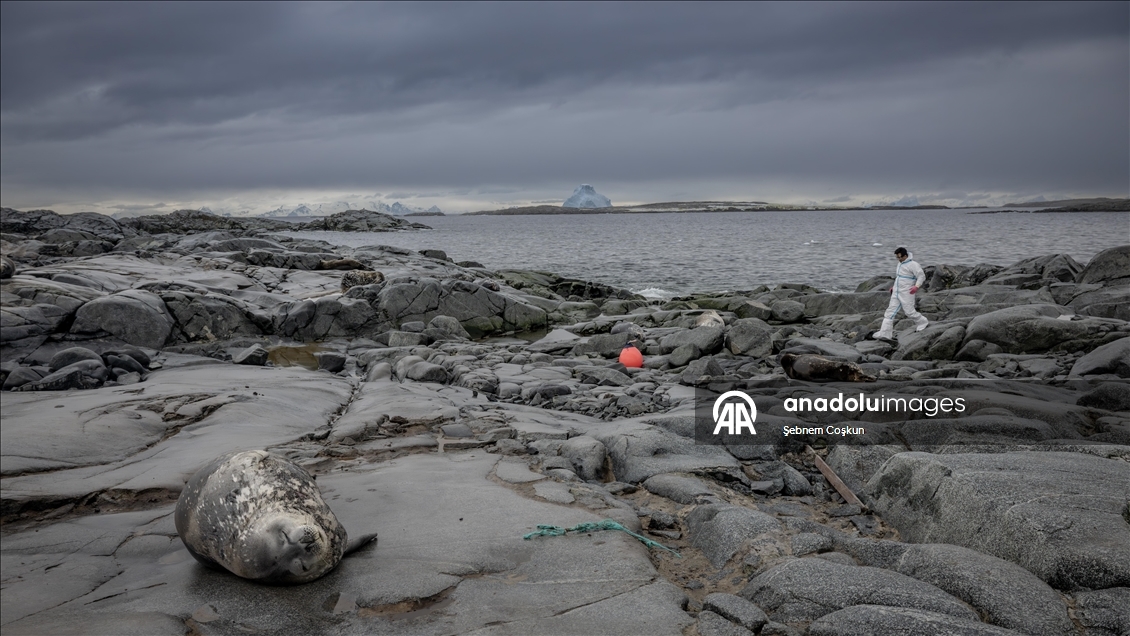 Antarktika’da doğal yaşam, plastik atıklar ve iklim baskısı altında