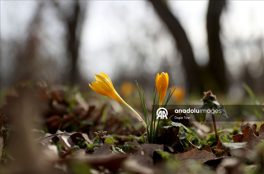 Kırklareli'nde bahar renkleri Istranca ormanlarını süsledi