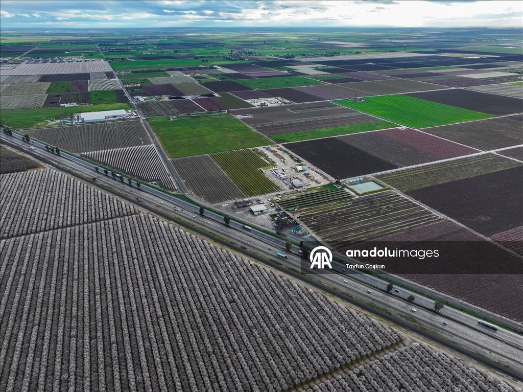 California'da badem ağaçları çiçek açtı