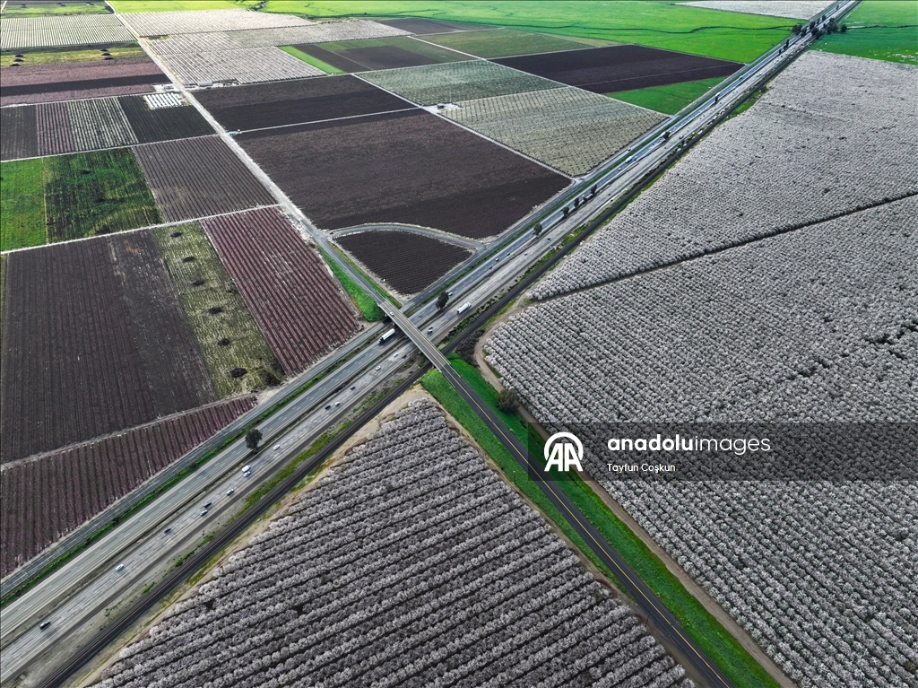 California'da badem ağaçları çiçek açtı