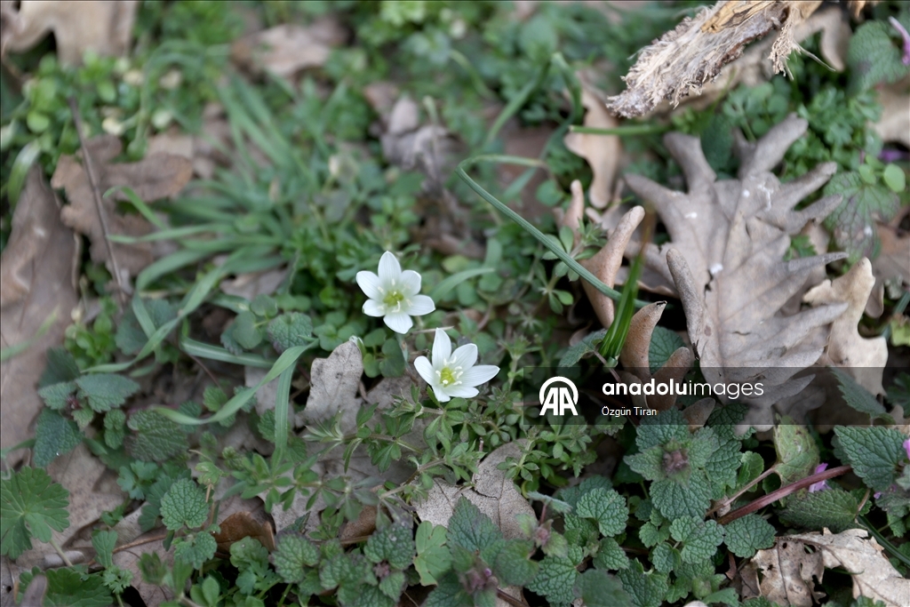 Kırklareli'nde bahar renkleri Istranca ormanlarını süsledi
