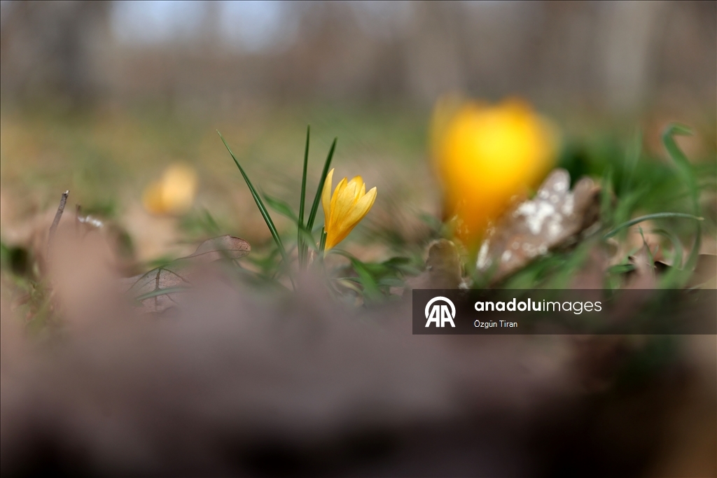 Kırklareli'nde bahar renkleri Istranca ormanlarını süsledi