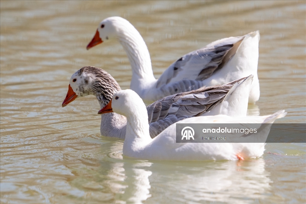 Ankara'da yaban hayatı
