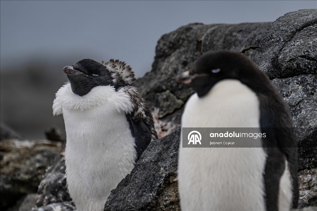 Antarktika’da doğal yaşam, plastik atıklar ve iklim baskısı altında