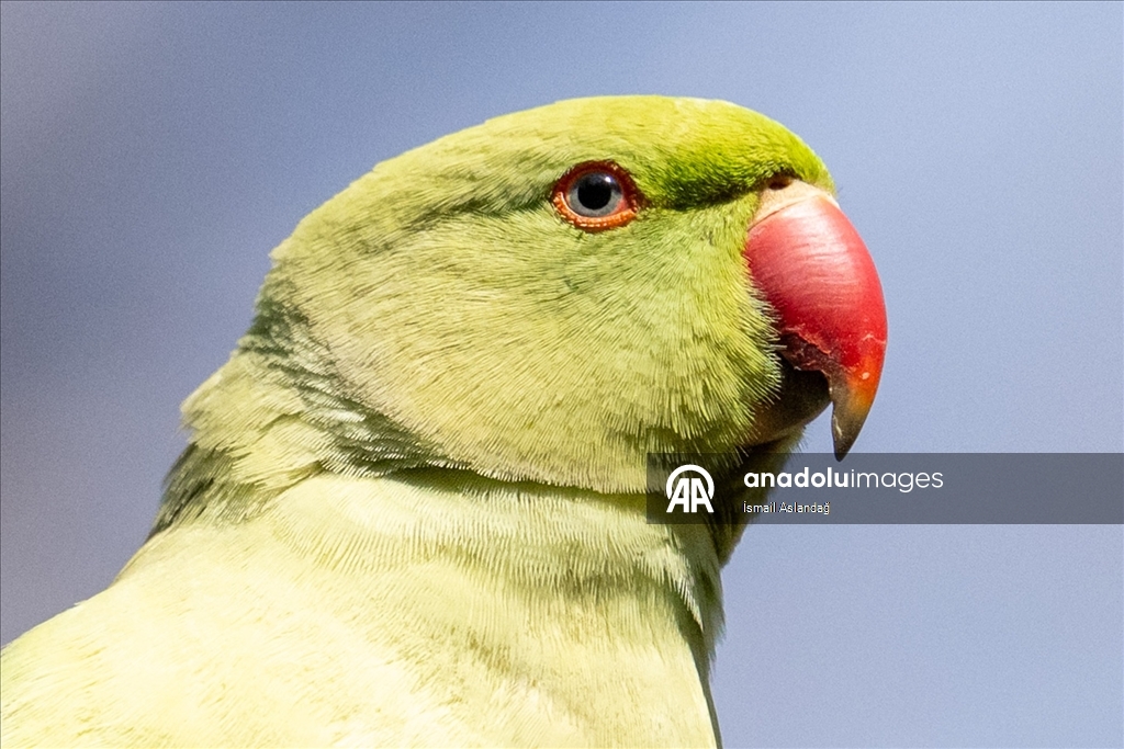 Ankara'da yaban hayatı