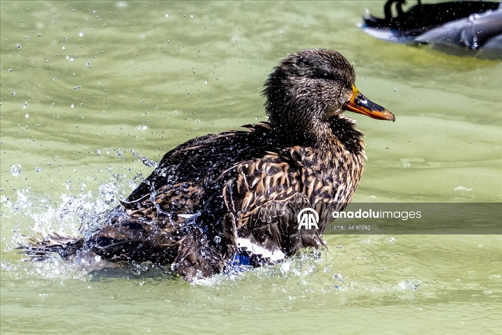 Ankara'da yaban hayatı