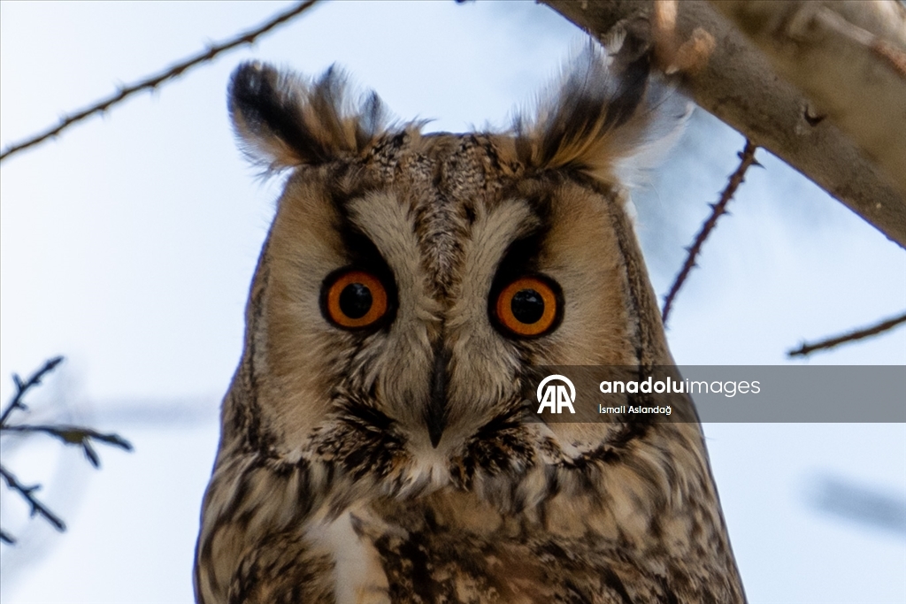 Дикая природа в Анкаре