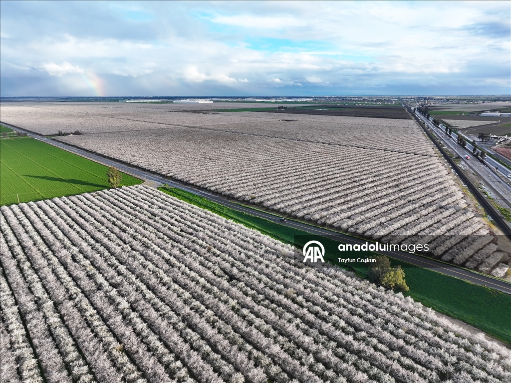 California'da badem ağaçları çiçek açtı