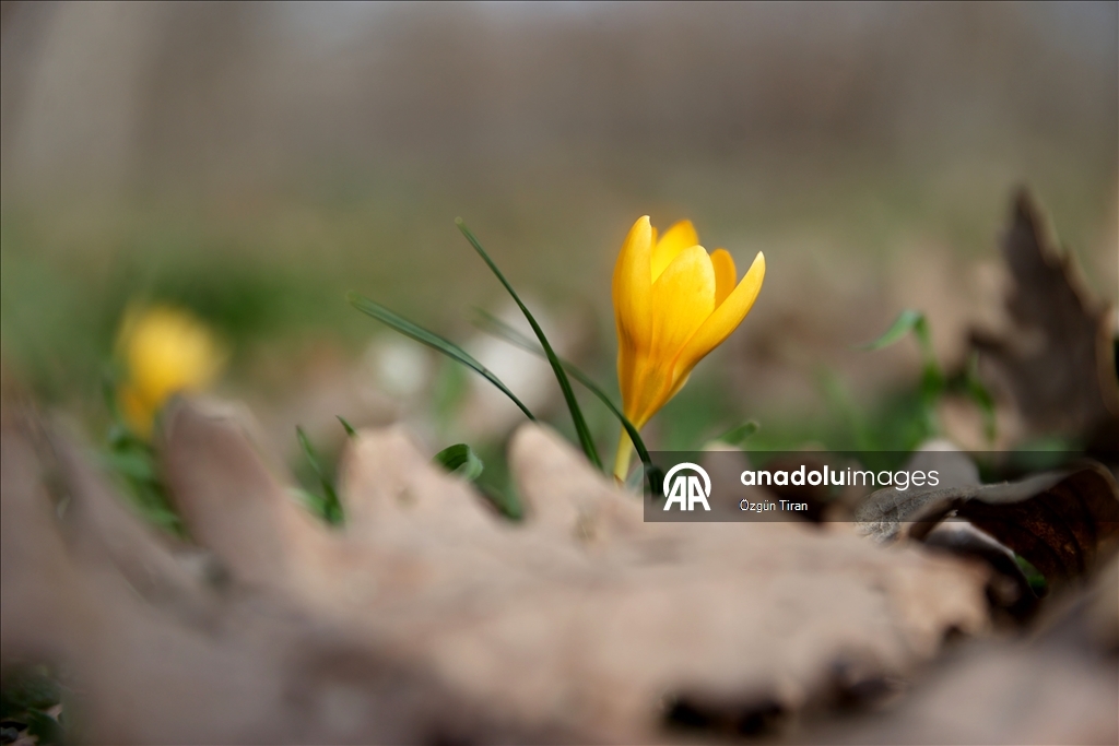 Kırklareli'nde bahar renkleri Istranca ormanlarını süsledi