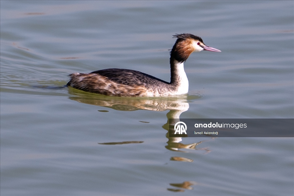 Дикая природа в Анкаре