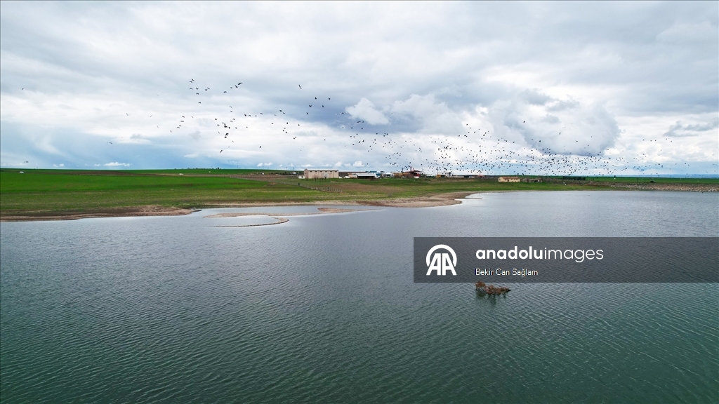 Kabaklı Göleti’nde yağışlarla su seviyesi yükseldi, kuşlar geri döndü