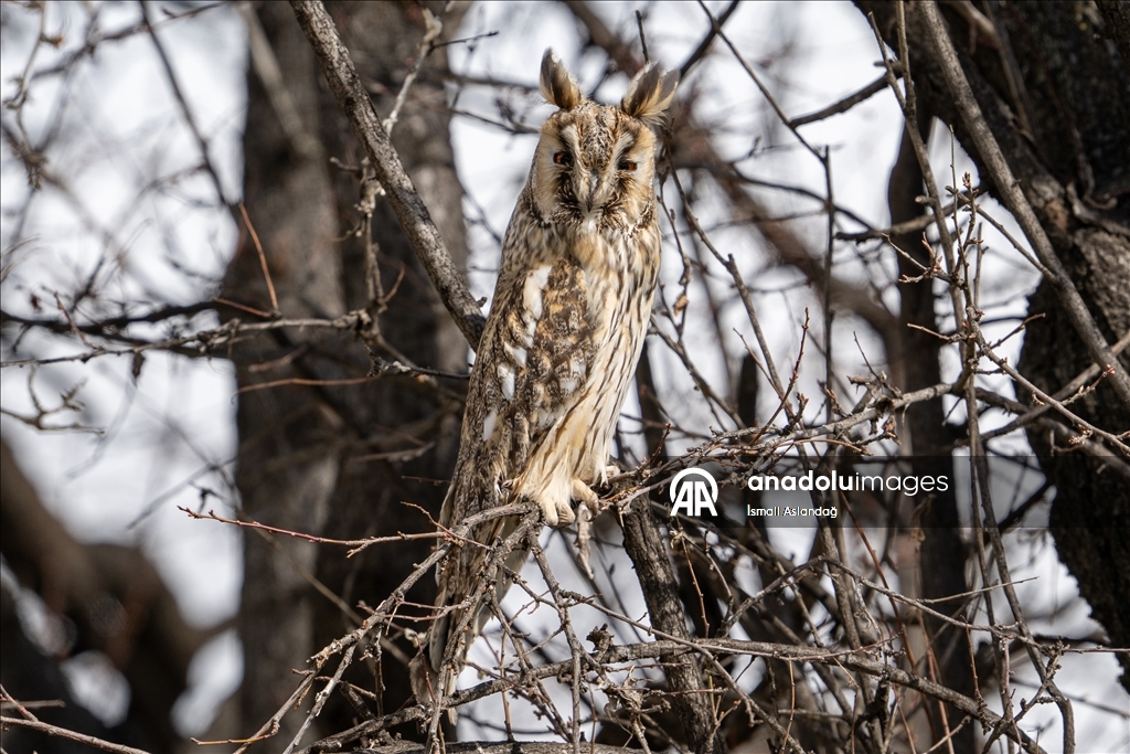 Дикая природа в Анкаре