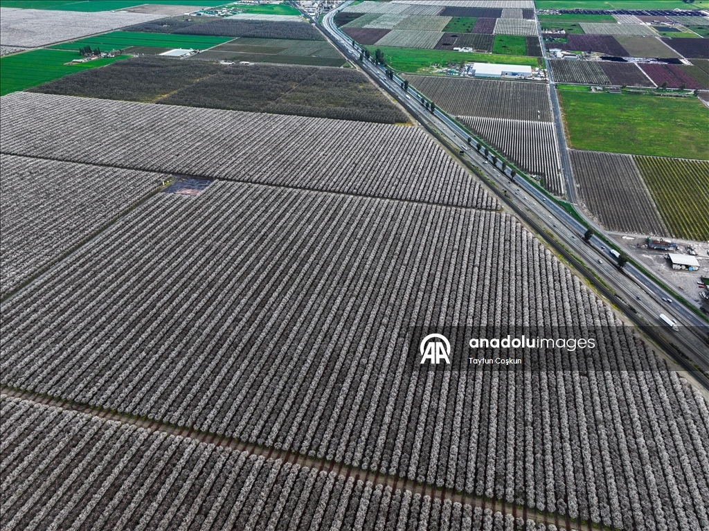 California'da badem ağaçları çiçek açtı