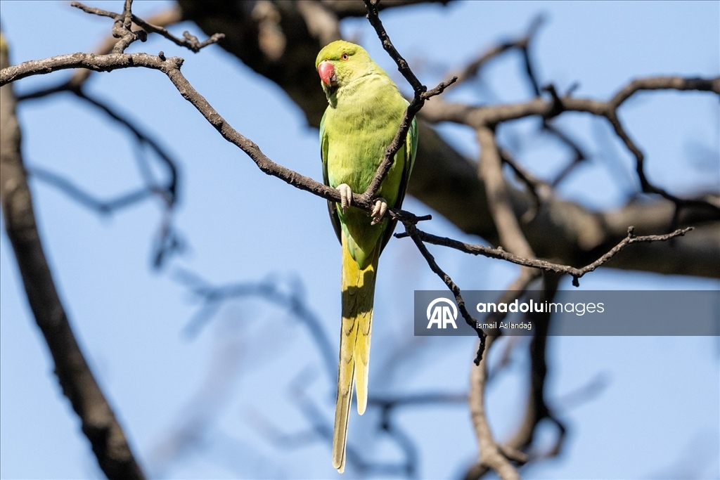 Ankara'da yaban hayatı