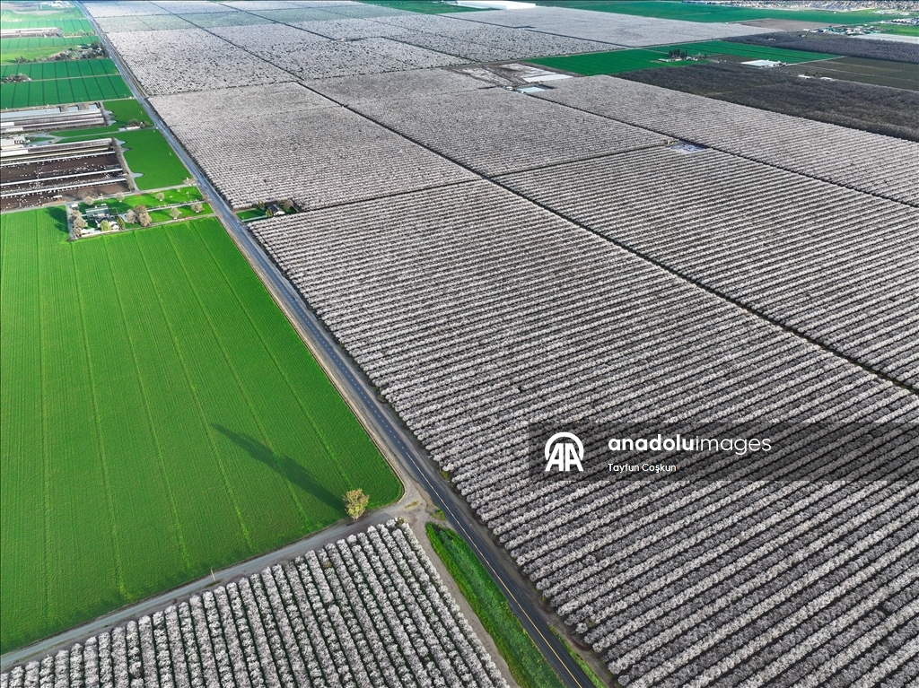 California'da badem ağaçları çiçek açtı