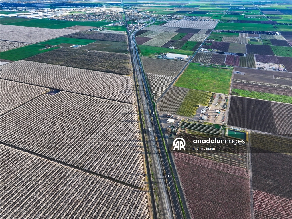 California'da badem ağaçları çiçek açtı