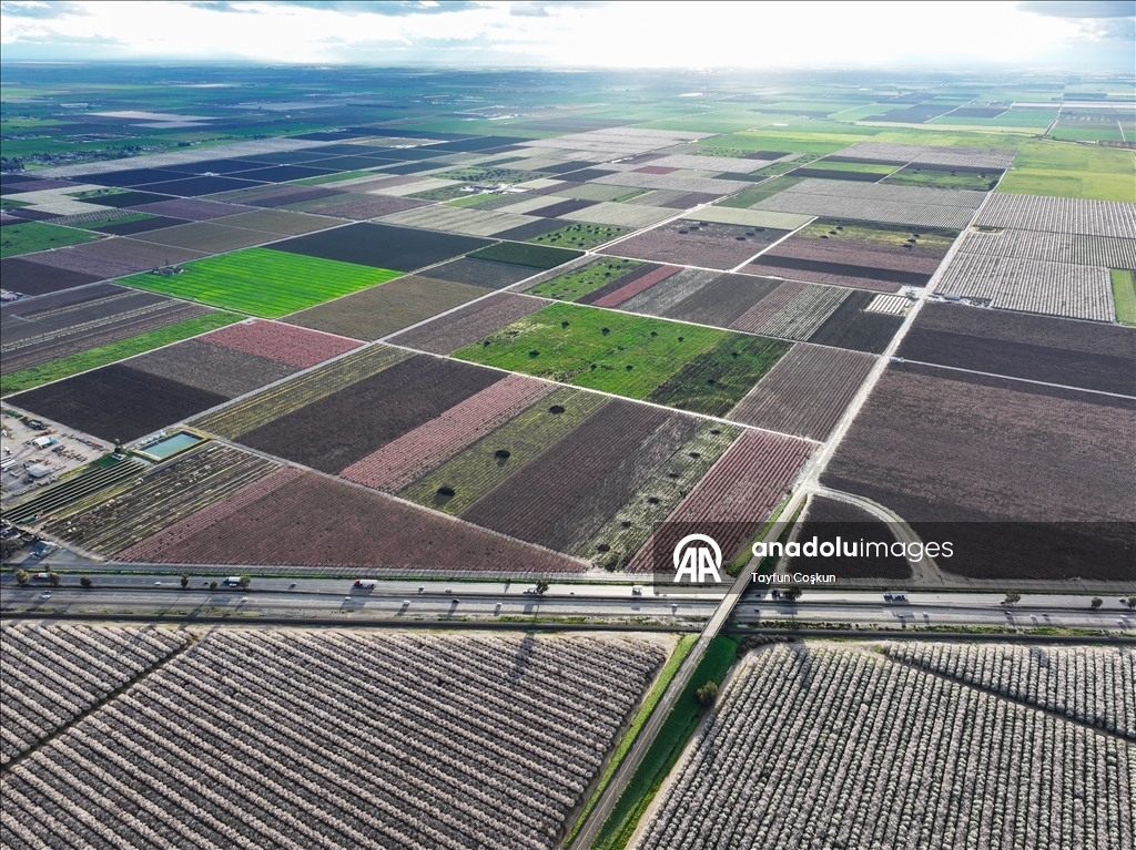 California'da badem ağaçları çiçek açtı