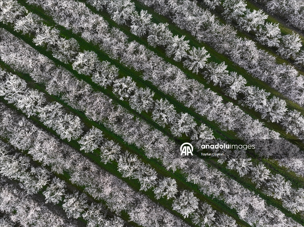 California'da badem ağaçları çiçek açtı