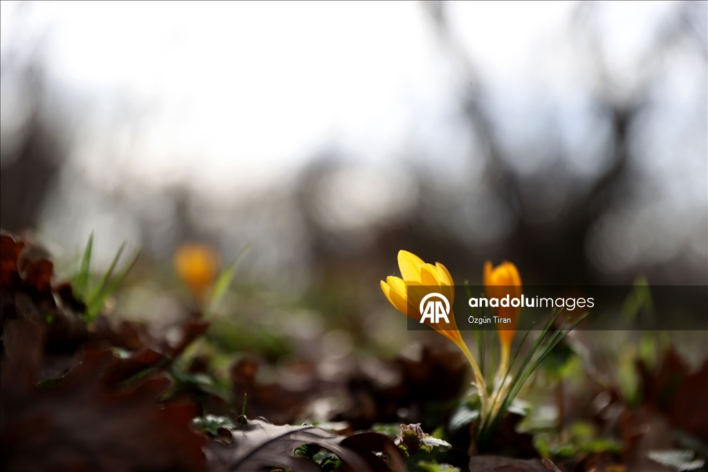 Kırklareli'nde bahar renkleri Istranca ormanlarını süsledi