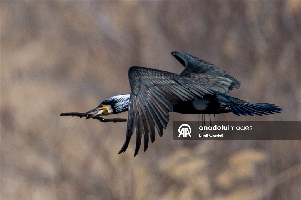 Дикая природа в Анкаре