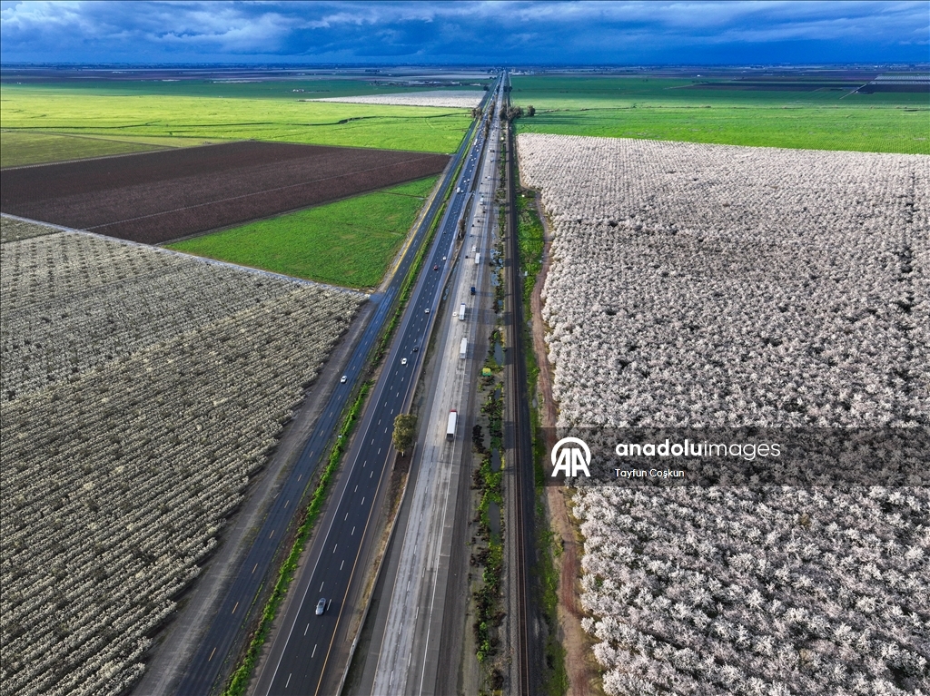 California'da badem ağaçları çiçek açtı