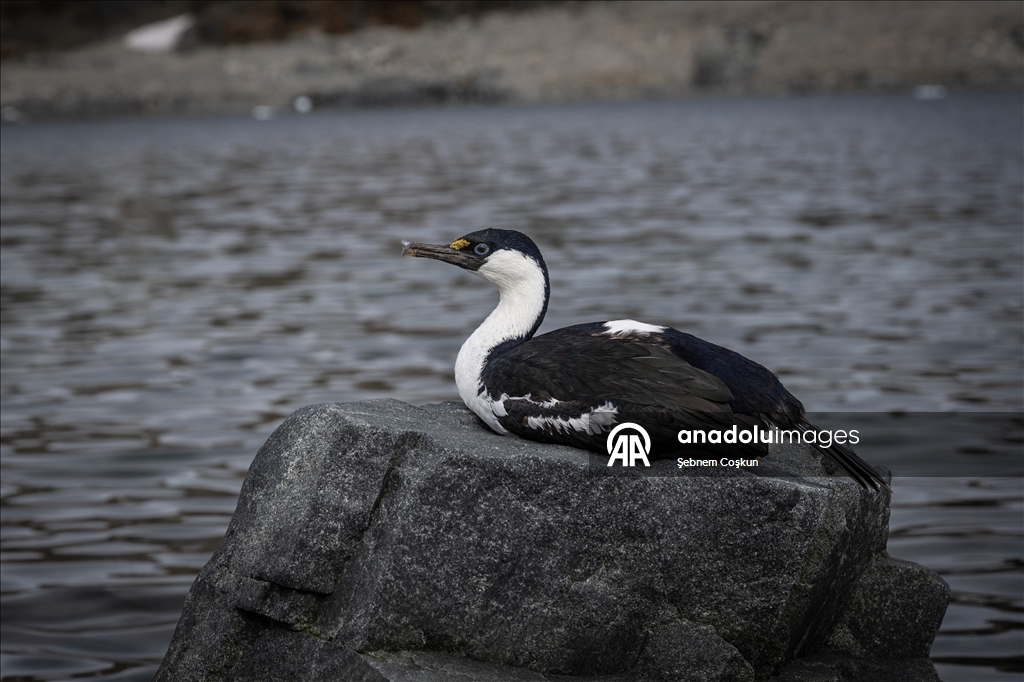 Antarktika’da doğal yaşam, plastik atıklar ve iklim baskısı altında