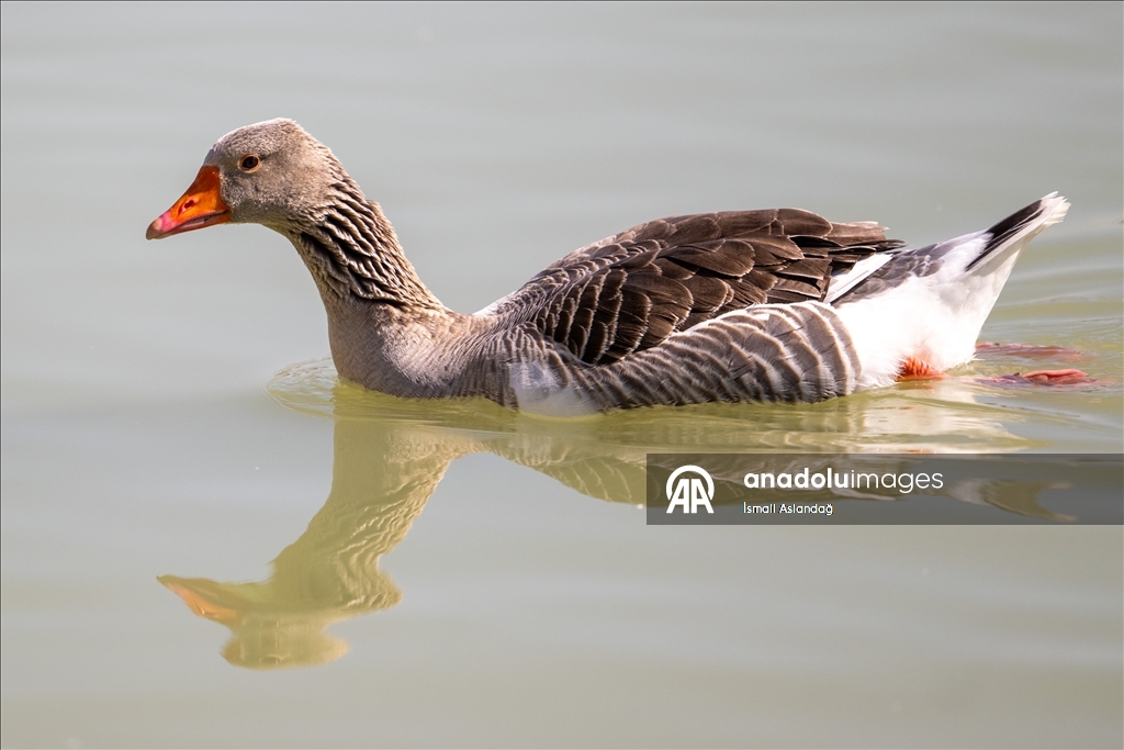 Дикая природа в Анкаре