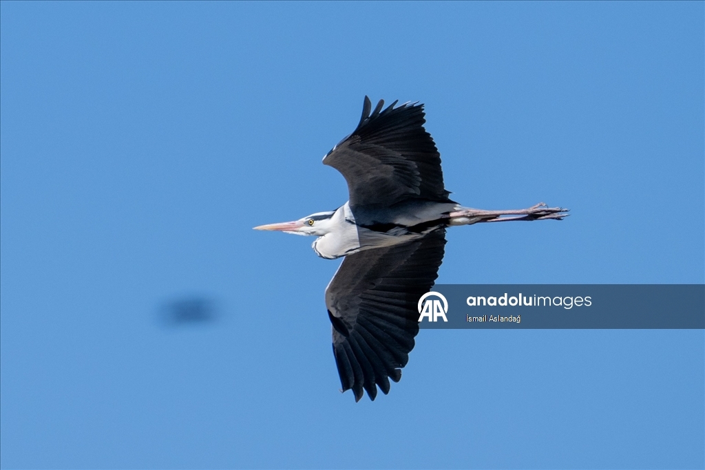 Ankara'da yaban hayatı