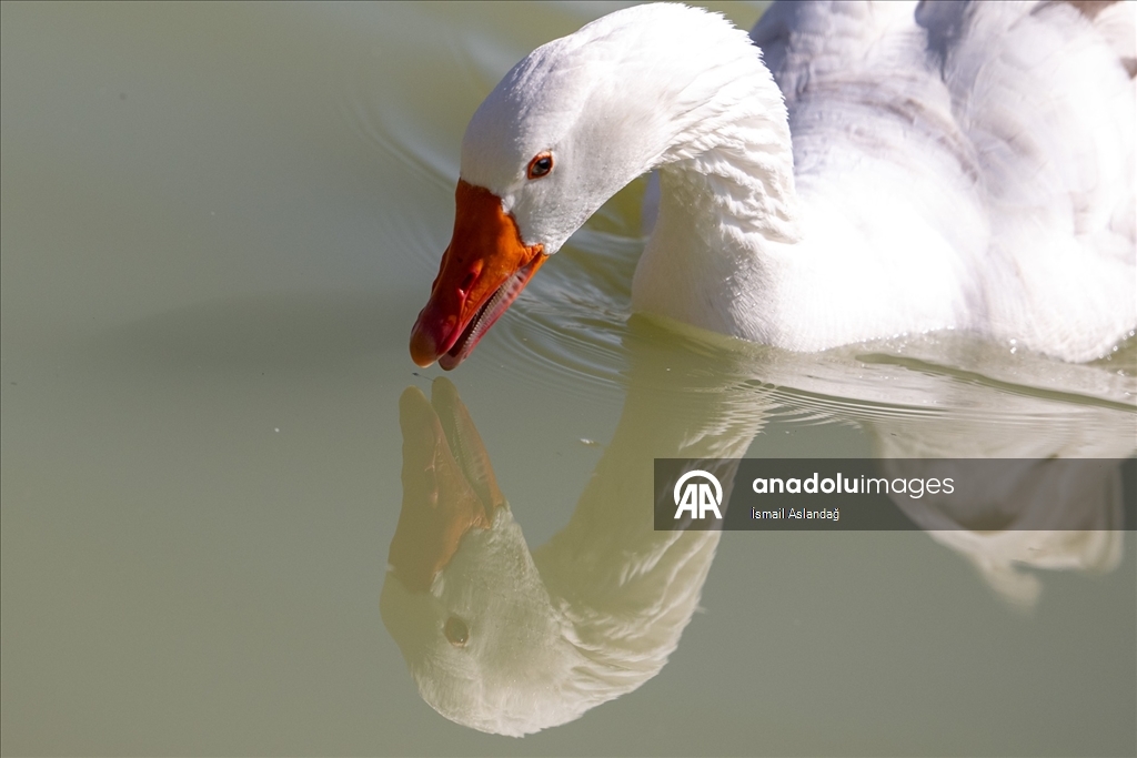 Ankara'da yaban hayatı