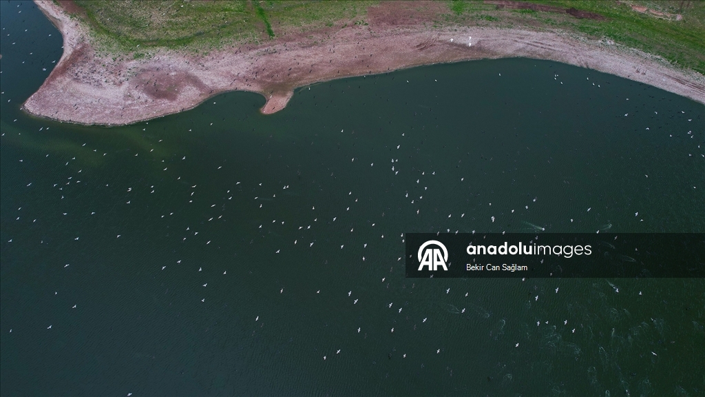Kabaklı Göleti’nde yağışlarla su seviyesi yükseldi, kuşlar geri döndü