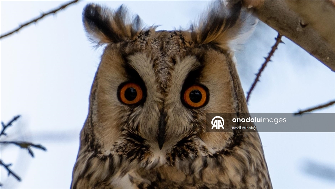 Ankara'da yaban hayatı