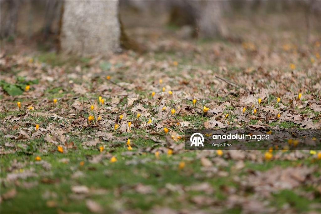 Kırklareli'nde bahar renkleri Istranca ormanlarını süsledi