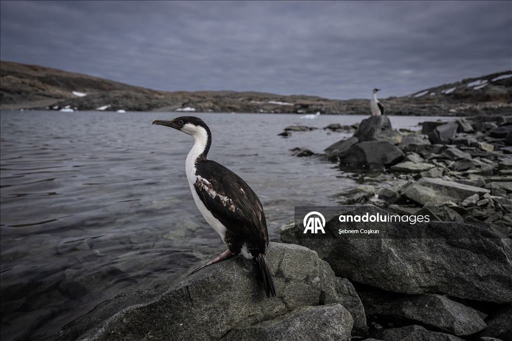 Antarktika’da doğal yaşam, plastik atıklar ve iklim baskısı altında