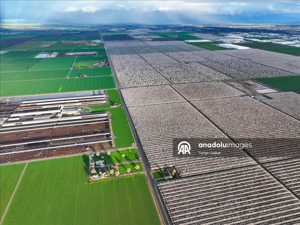 California'da badem ağaçları çiçek açtı