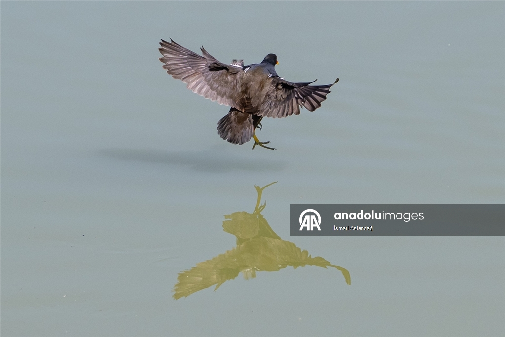 Ankara'da yaban hayatı