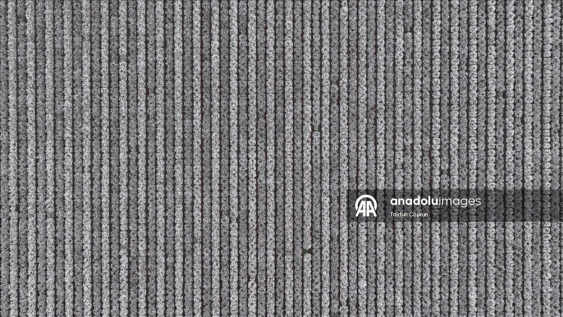 California'da badem ağaçları çiçek açtı