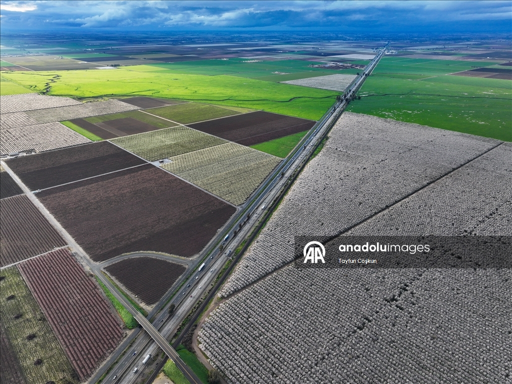 California'da badem ağaçları çiçek açtı