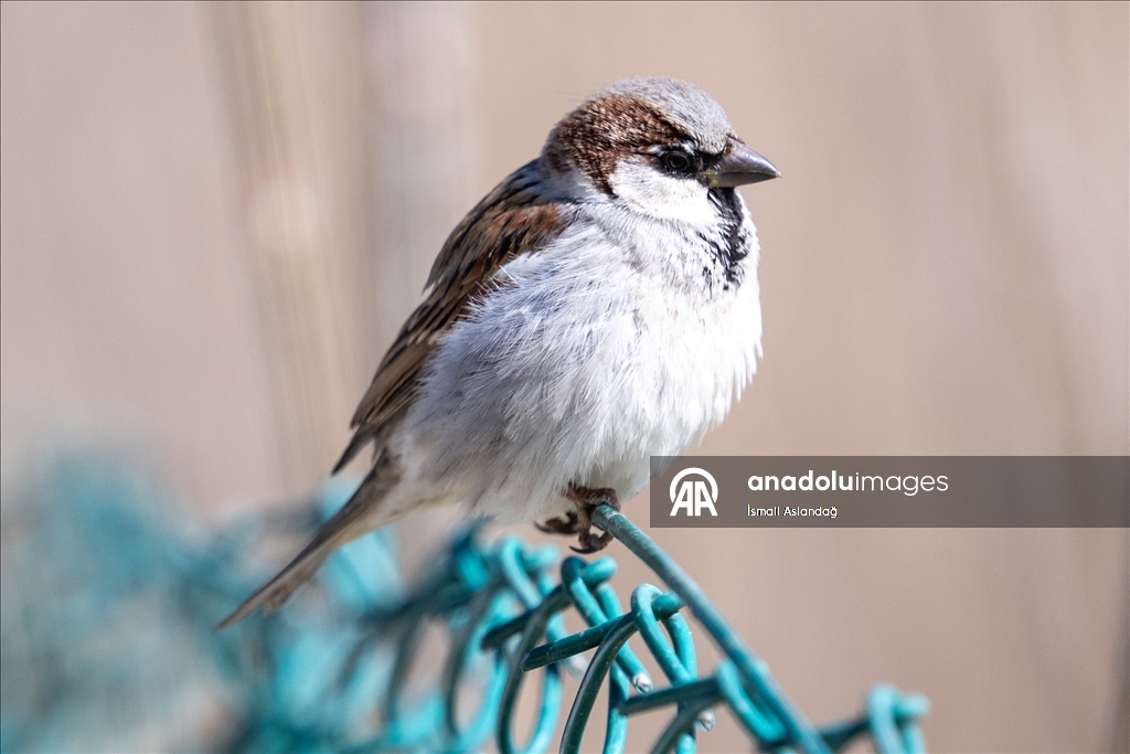 Дикая природа в Анкаре