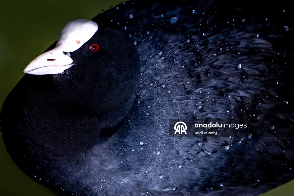 Ankara'da yaban hayatı