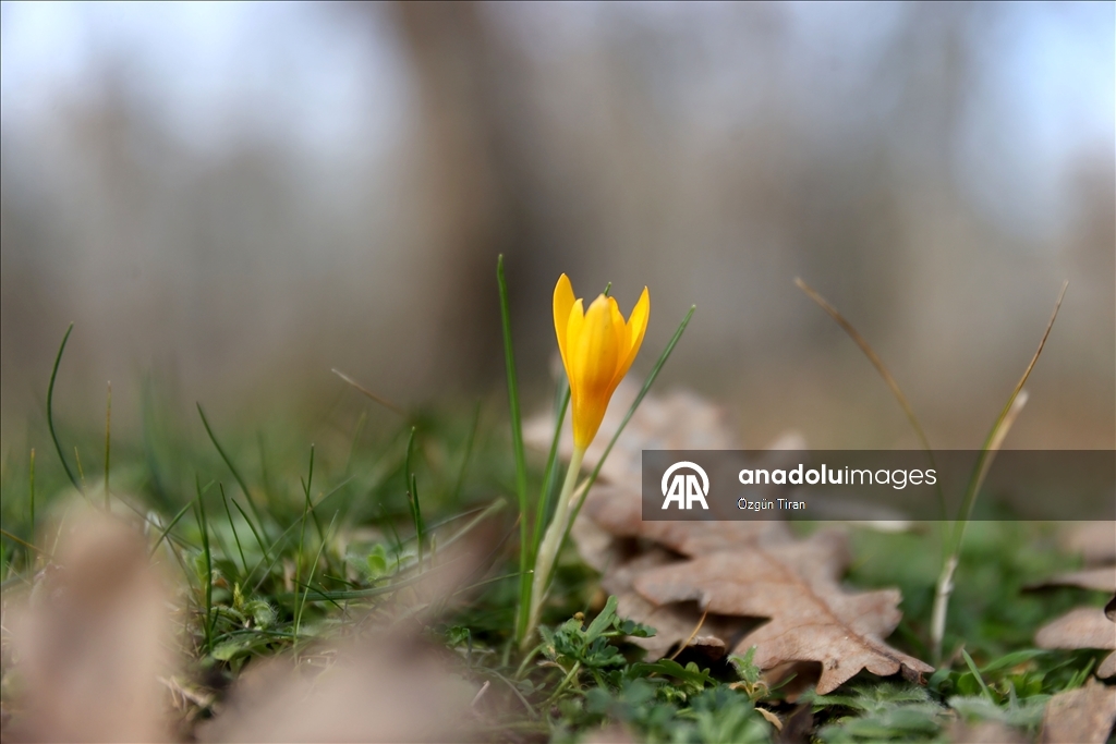 Kırklareli'nde bahar renkleri Istranca ormanlarını süsledi