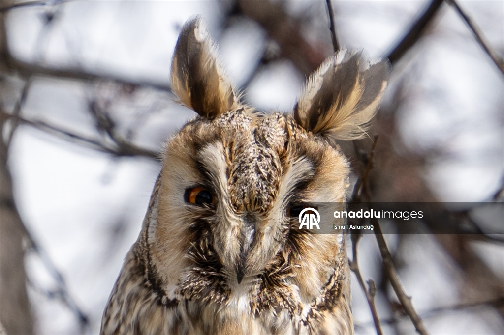 Дикая природа в Анкаре