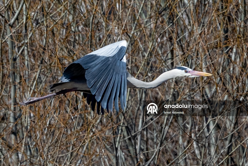 Дикая природа в Анкаре