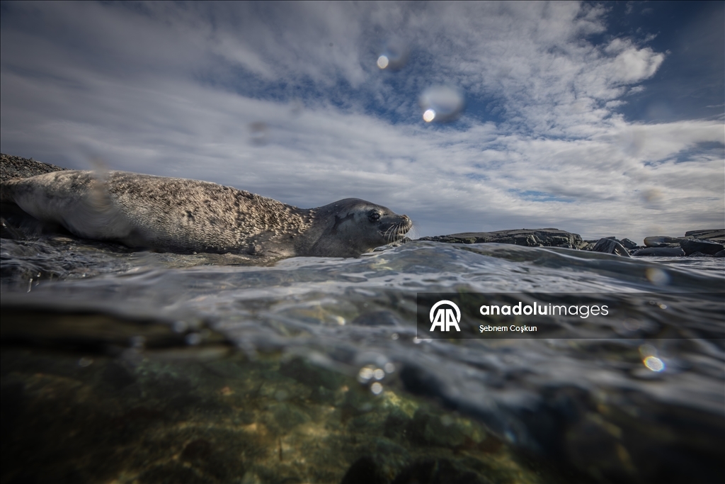 Antarktika’da doğal yaşam, plastik atıklar ve iklim baskısı altında