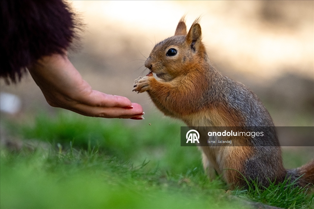 Ankara'da yaban hayatı