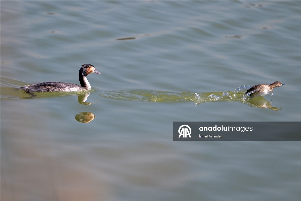 Ankara'da yaban hayatı