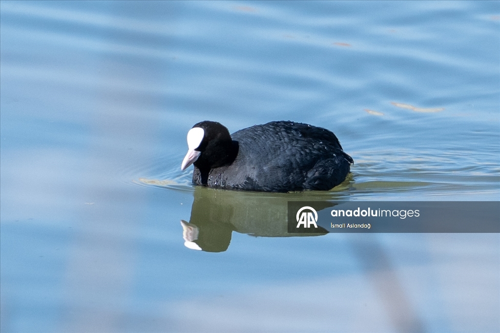 Дикая природа в Анкаре