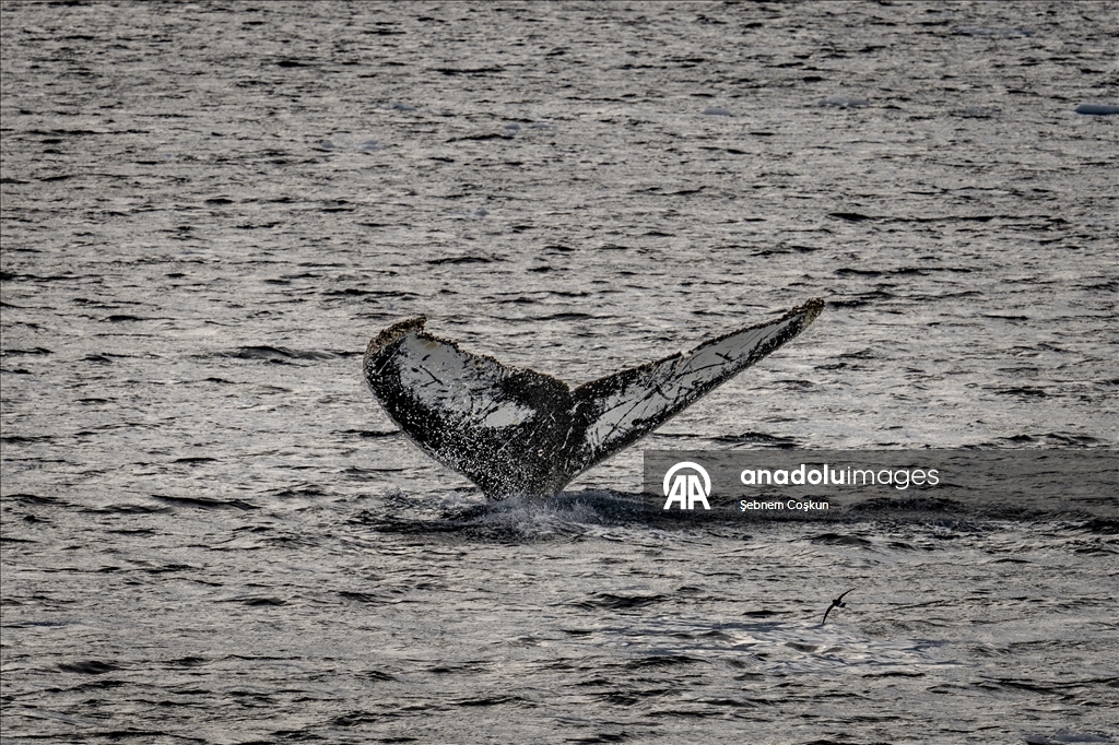 Antarktika’da doğal yaşam, plastik atıklar ve iklim baskısı altında