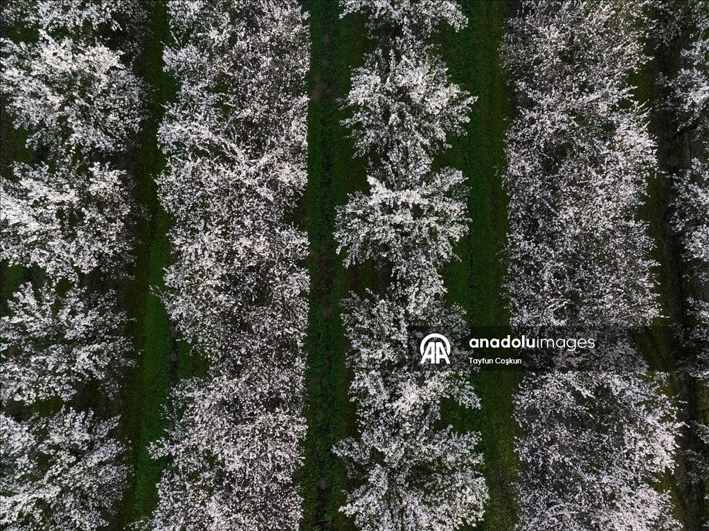 California'da badem ağaçları çiçek açtı