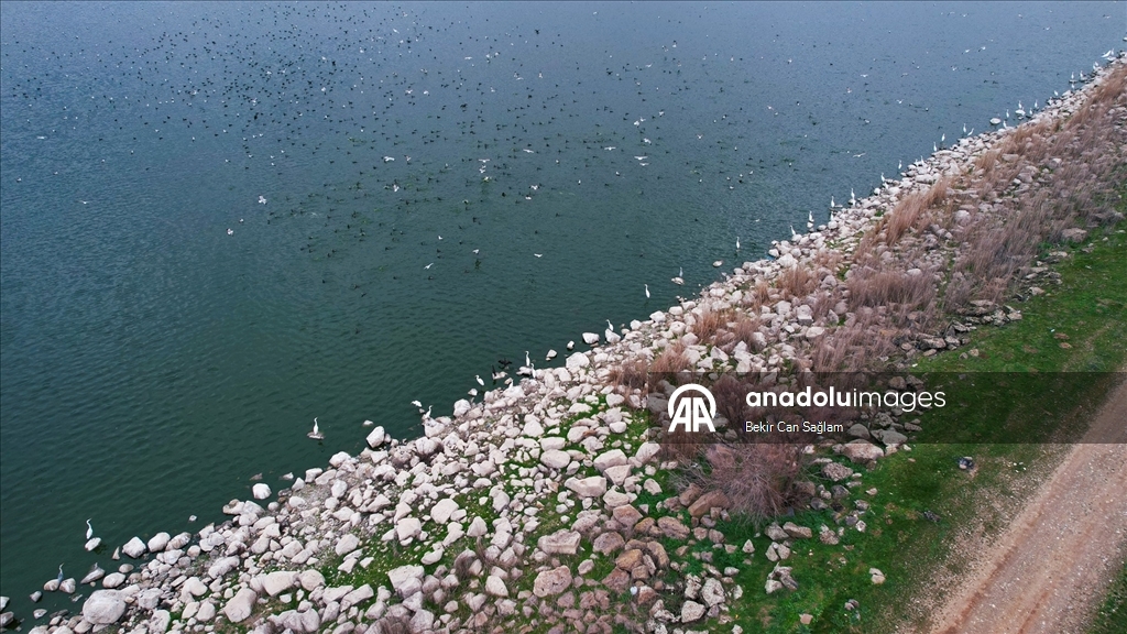 Kabaklı Göleti’nde yağışlarla su seviyesi yükseldi, kuşlar geri döndü